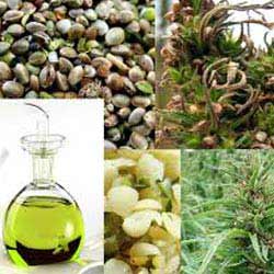 hemp-seed-oil